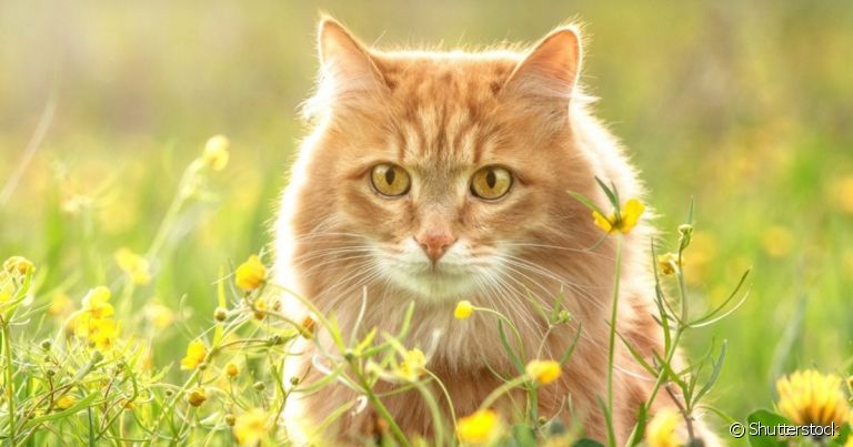 A história de como surgiram as diversas raças de gato que existem hoje começou 10 mil anos atrás