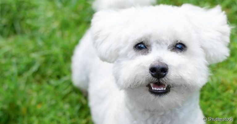 As raças de cachorro branco fazem qualquer um se apaixonar!