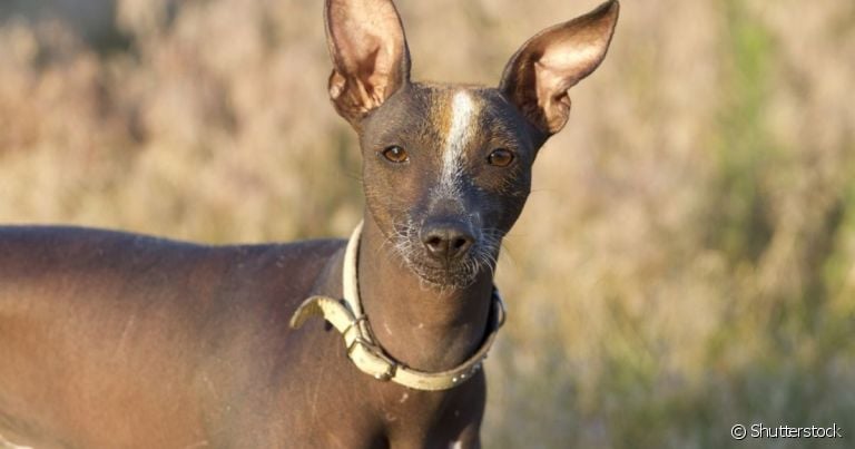 O Cachorro Pelado Mexicano é um exemplo de cachorro sem pelo que requer cuidados extras na pele