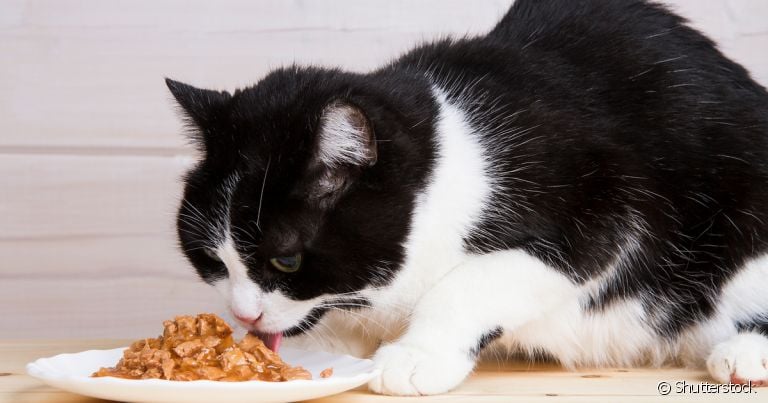 Veterinário pode ajudar a escolher a melhor ração para gatos idosos