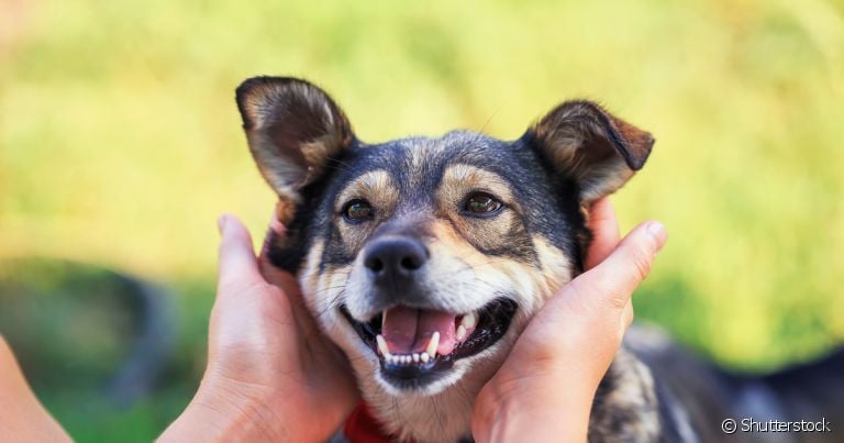  Cachorro tem signo? Acredita-se que os astros podem influenciar a personalidade dos pets 
