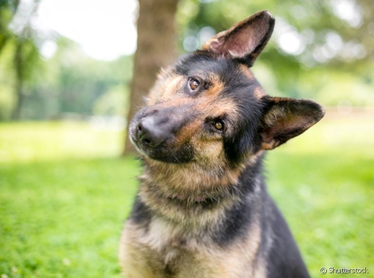 A síndrome vestibular canina é um quadro que afeta o equilíbrio e orientação espacial dos cães