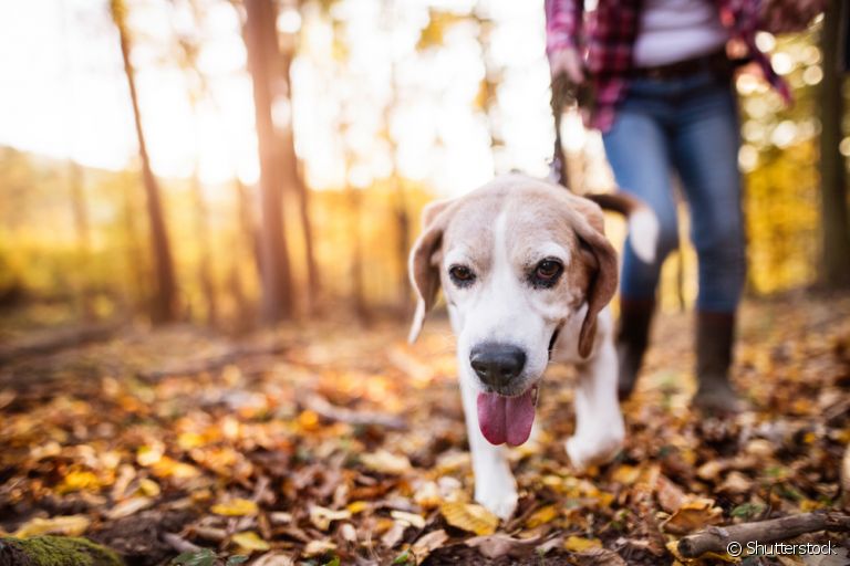 Um cachorro puxando a guia pode atrapalhar a experiência do passeio, e deve ser corrigido
