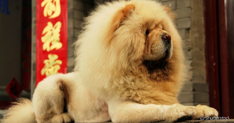Chow Chow: tosa leão ressalta a pelagem do cachorro da raça