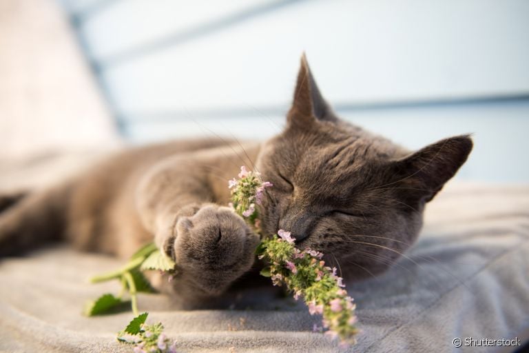 O catnip - ou simplesmente erva de gato - é uma planta com vários benefícios