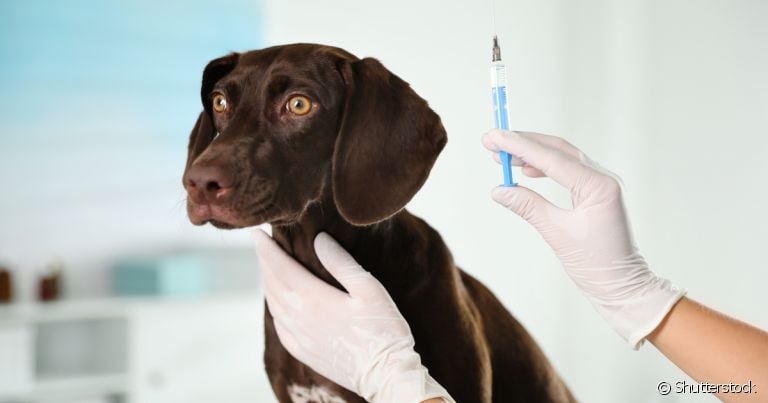 Vacina de raiva: cachorro precisa tomar doses de reforço anualmente