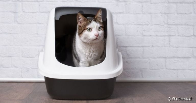 A caixa de areia para gatos é um acessório fundamental para a higiene do seu pet