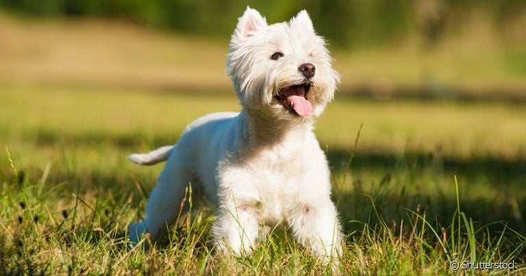 O West Highland White Terrier é um cachorro com características incríveis e que farão você se apaixonar por ele