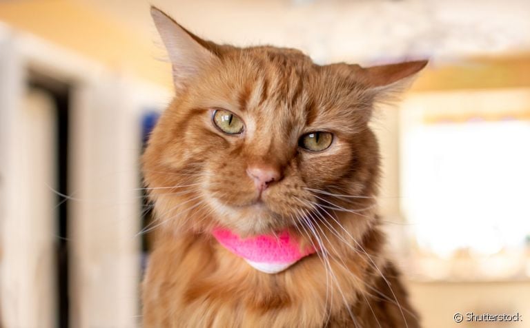  O abscesso em gato surge como uma reação do organismo a qualquer tipo de infecção 