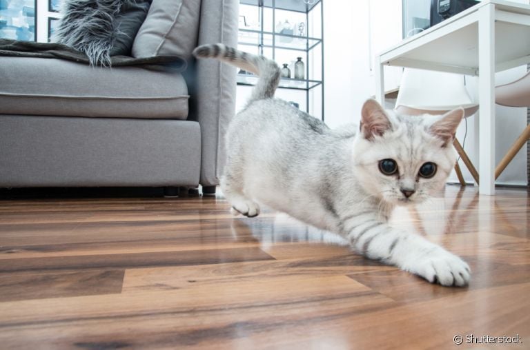 O esqueleto do gato junto com a musculatura são responsáveis pela sustentação do corpo do animal