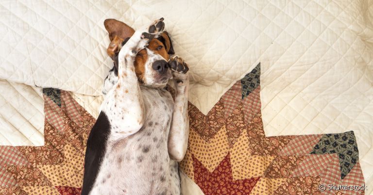 O cachorro com alergia precisa passar por uma consulta com um médico veterinário para receber tratamento adequado