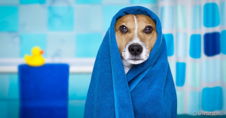 O banho em cachorro é uma situação que pode causar medo em alguns cães