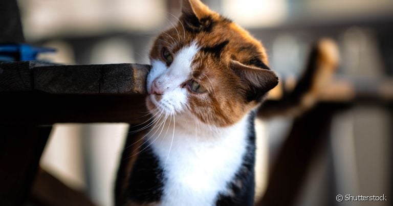 O bigodinho de gato possui uma função importante para o animal