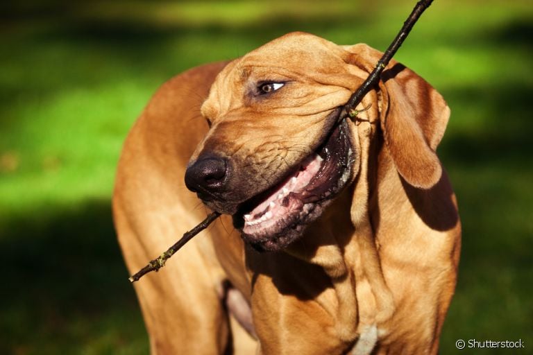  Conheça as 5 principais raças de cachorro brasileiro 
