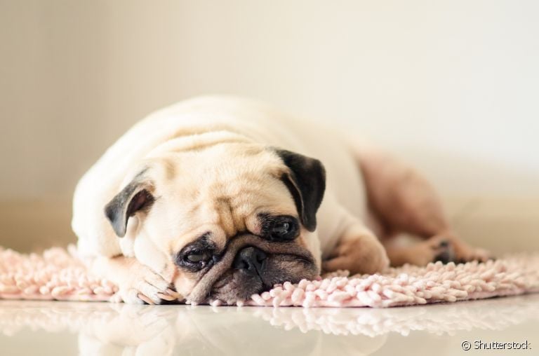 Para cuidar de um cachorro chorando, é importante entender o motivo por trás do choro