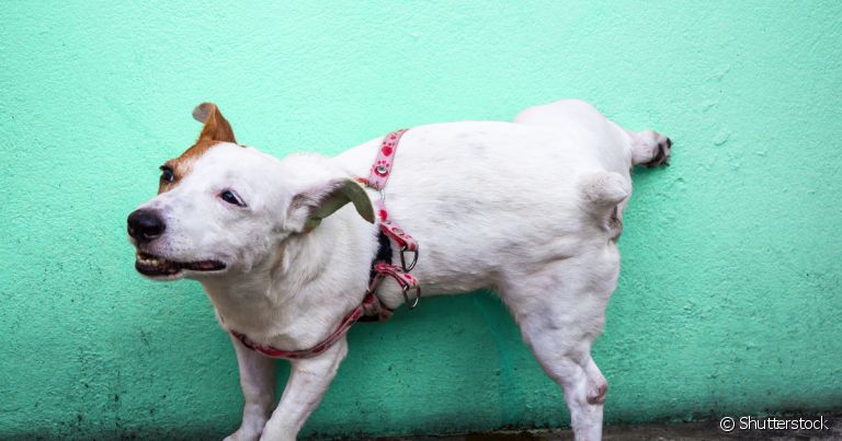 Cachorro marcando território: comportamento costuma parar depois da castração