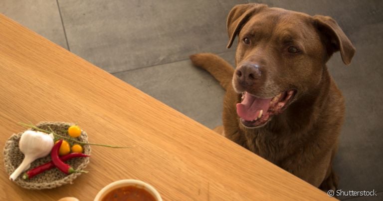 Cebola para cachorro: alimento possui componentes prejudiciais para o organismo canino