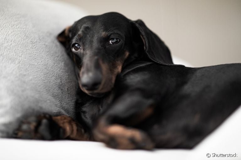 O cachorro vomitando pode ter diferentes causas