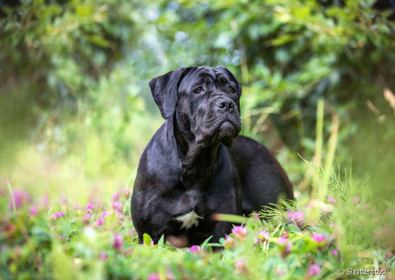 O Cane Corso pode ser criado tanto como cão de companhia quanto para fazer guarda