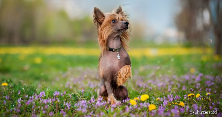 O Cão de Crista Chinês possui uma aparência exótica, mas é super dócio e uma ótima companhia 