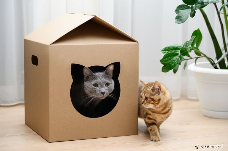 A casinha de papelão para gato é uma versão mais prática e barata, porém não dura muito 
