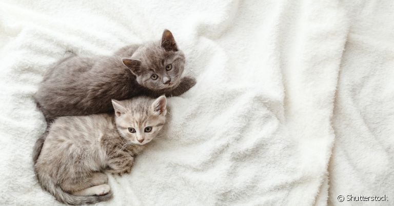 Para fazer um gato se acostumar com outro é importante ter muita paciência e usar as técnicas corretas