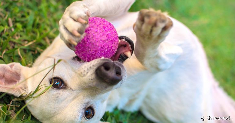 Bolinha: cachorro ama brincadeira com esse acessório