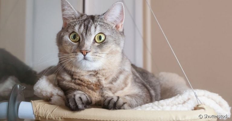  A rede para gato é um acessório que ajuda a garantir a gatificação do ambiente que seu pet vive 
