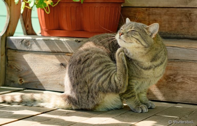 O gato pega carrapato e pode desenvolver uma série de doenças e problemas decorrentes da infestação