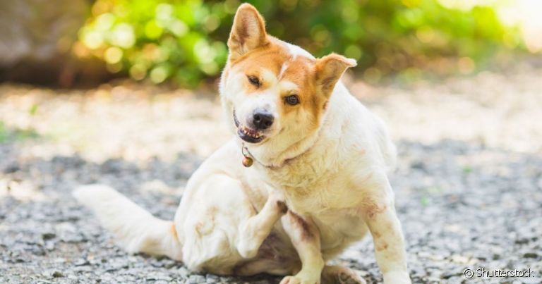 Existem diferentes tipos de remédio para carrapato em cachorro que atuam na eliminação do parasita