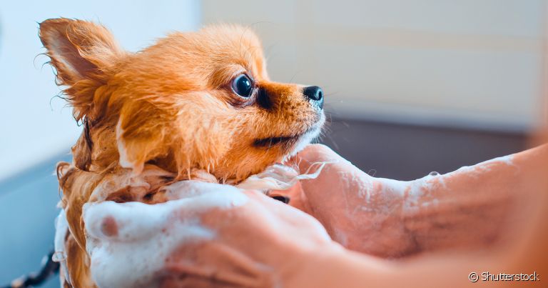O shampoo para cachorro deve ser adequado à idade e cor da pelagem do pet