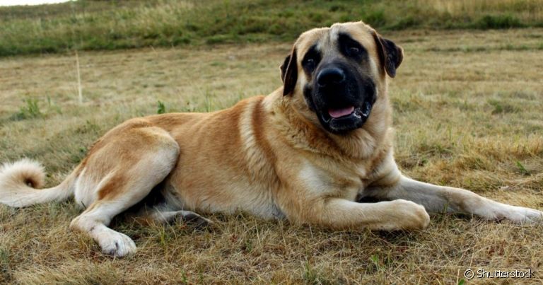 O Kangal é uma raça gigante conhecida por ter a mordida de cachorro mais forte do mundo