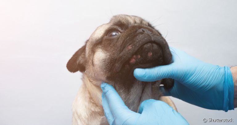 A acne canina se manifesta principalmente na região dos lábios, queixo e focinho