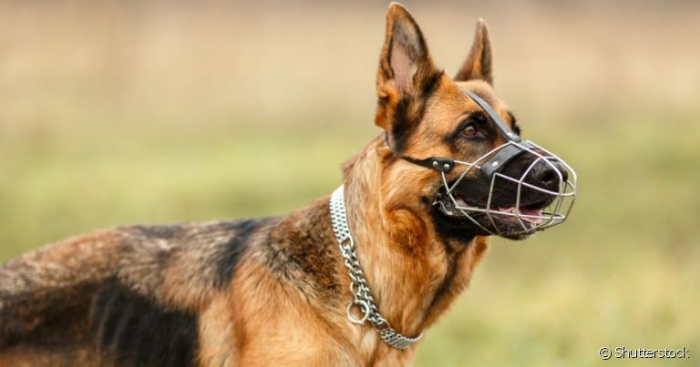 A focinheira para cachorro evita comportamentos agressivos e melhora o comportamento do animal