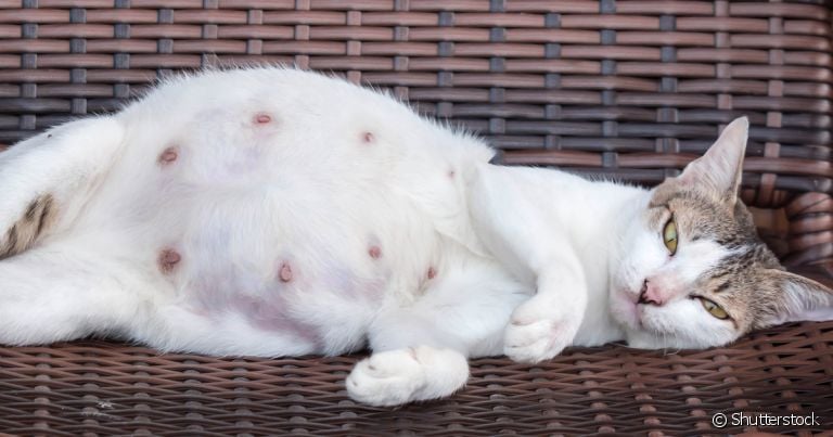 Parto de gata normalmente ocorre sem a necessidade de intervenção humana