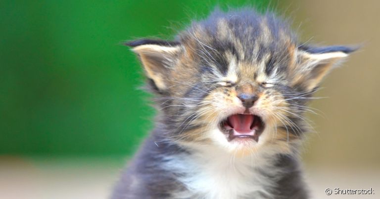 O gato chorando muito está tentando demonstrar algum tipo de desconforto