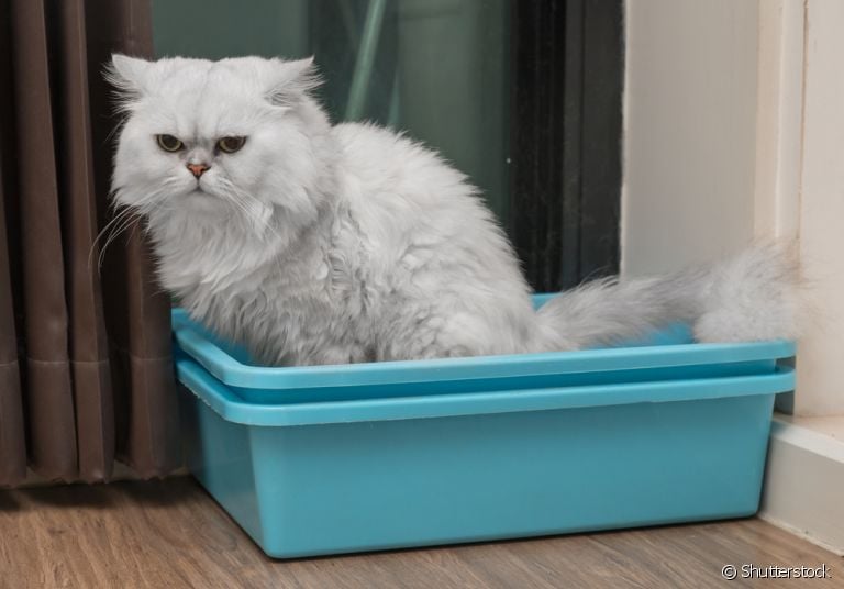 O gato com prisão de ventre normalmente vai até a caixa de areia e não consegue evacuar