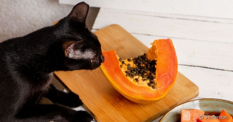 Seu gato come mamão? Saiba se essa fruta faz bem para a sáude do animal
