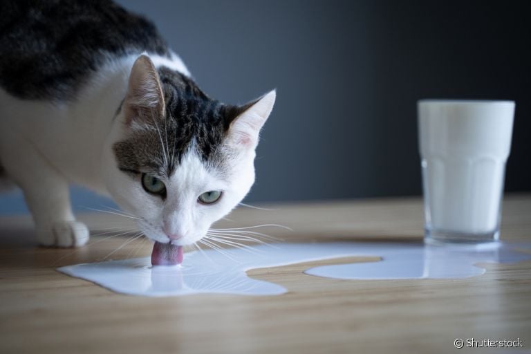 Gato e leite não é uma das melhores combinações e pode fazer mal para o seu pet