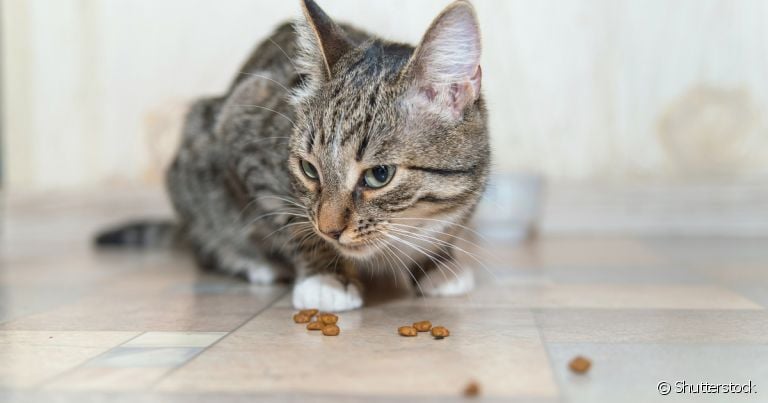 Regurgitação: gatos podem vomitar ração por estarem comendo rápido demais