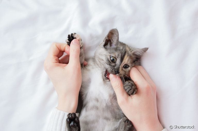  Os gatos trocam de dente ? Como isso acontece? Quais os cuidados para evitar dor? 