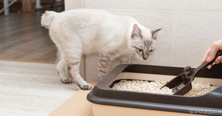 O granulado de madeira para gato é biodegradável e pode ser descartado no vaso sanitário sem risco de entupimento
