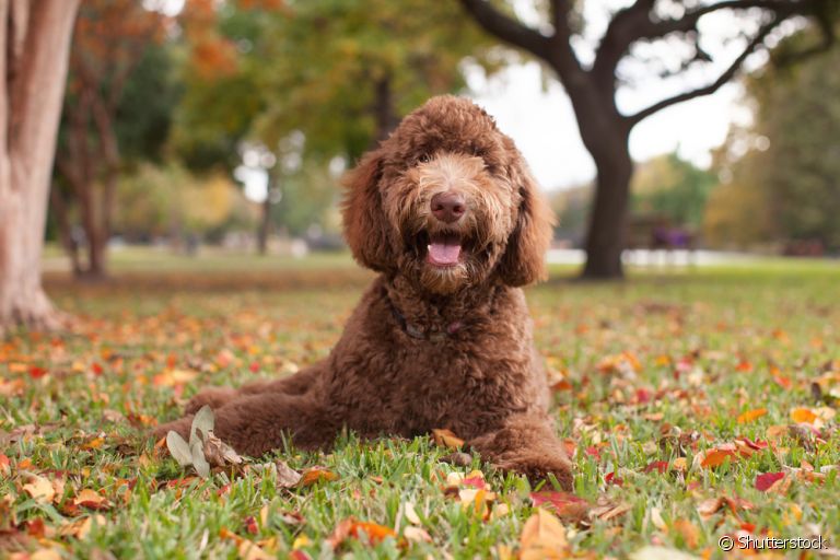 O Labradoodle é um cachorrinho com características de Poodle e Labrador