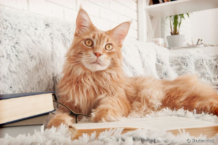 O Maine Coon é dono de uma personalidade encantadora e é muito inteligente