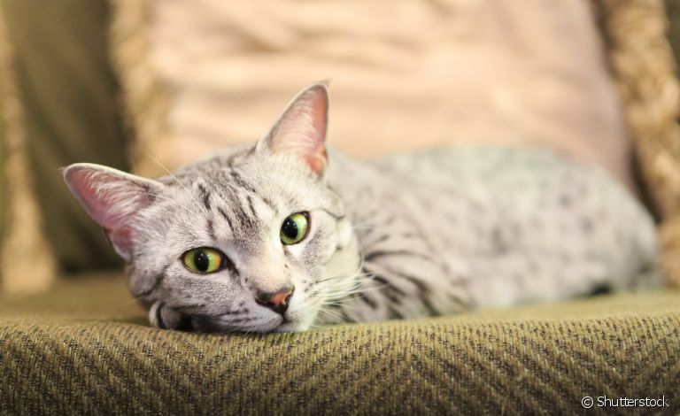 O Mau Egípcio é uma raça de gato cinza que tem várias qualidades