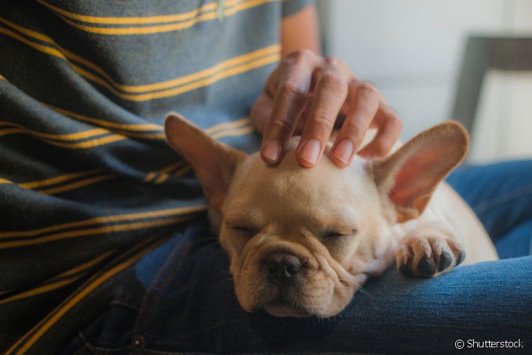 Na maioria das vezes, o cachorro encosta a cabeça no dono como sinal de afeto