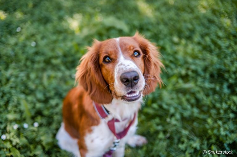 O olho de cachorro não enxerga todas as cores, mas tem uma ótima capacidade noturna e periférica
