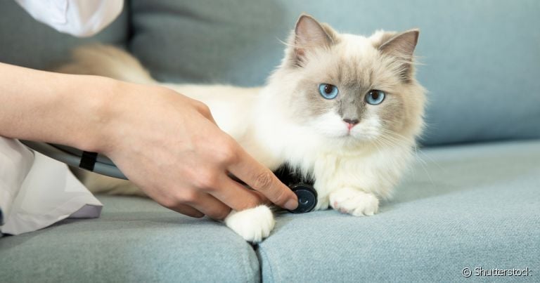 Saber onde fica o coração do gato ajudará o tutor a medir os batimentos cardíacos