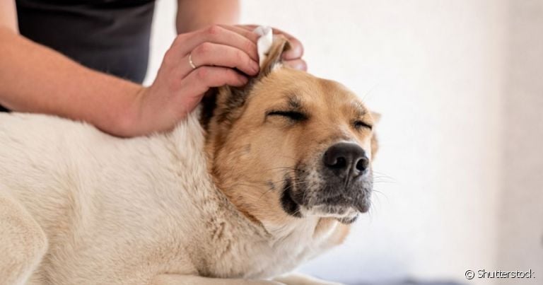 A otite canina provoca muita coceira, além de excesso de cera no ouvido do cachorro e mau cheiro