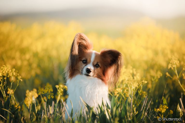  O Papillon é um cachorro pequeno super dócil e cheio de energia! 